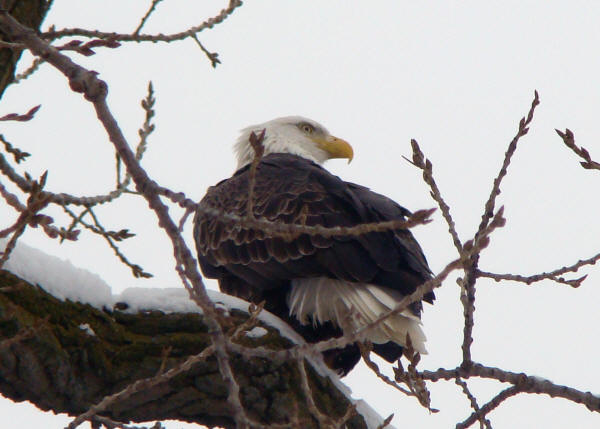 Bald Eagle