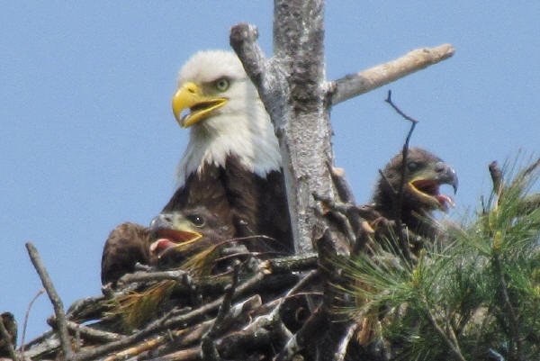 Bald Eagle and eaglets