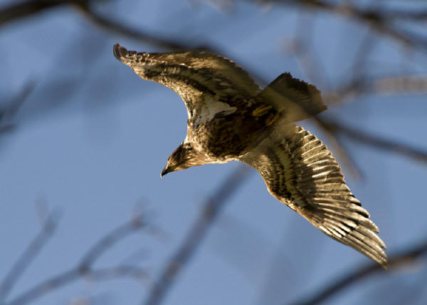 Juvenile Bald Eagle