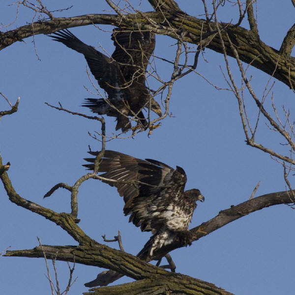 Bald Eagle juveniles