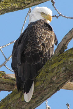 Bald Eagle