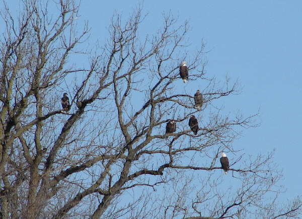 Bald Eagles