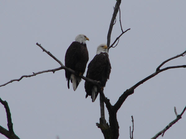 Bald Eagles