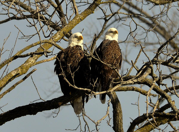 Bald Eagles