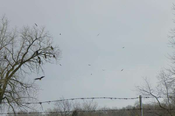 Bald Eagles