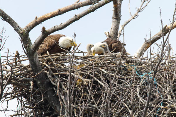 Bald Eagles