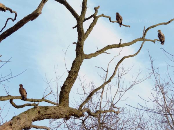 Bald Eagles, immature