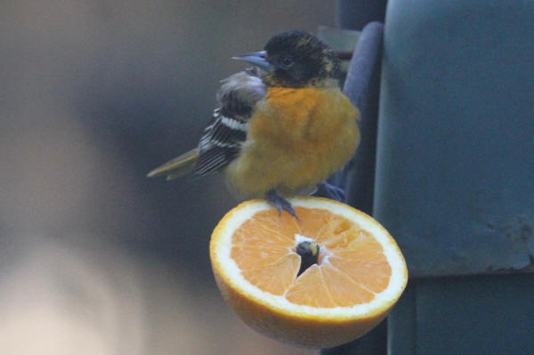 First summer male Baltimore Oriole