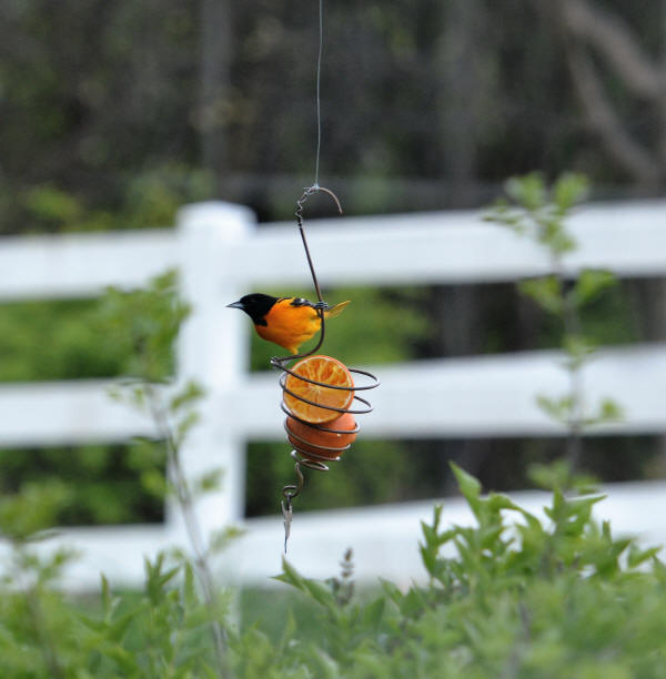 Baltimore Oriole