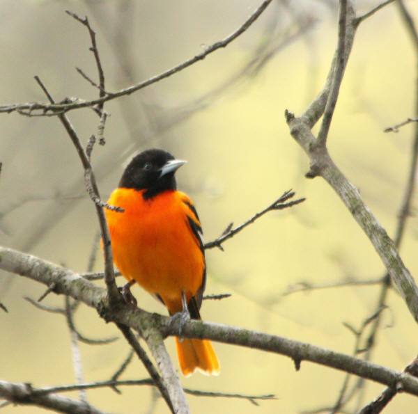 Baltimore Oriole