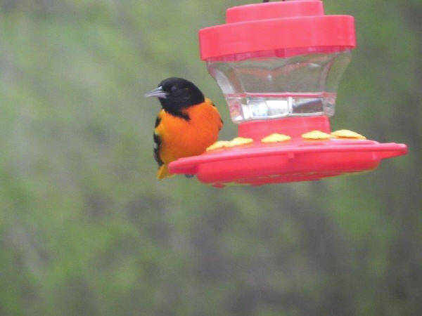 Baltimore Oriole