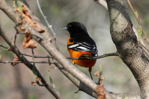 Baltimore Oriole