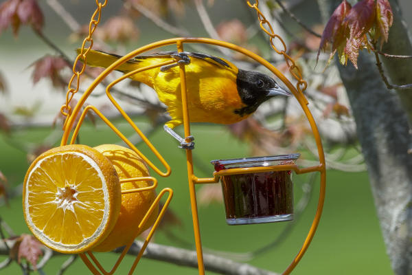 Baltimore Oriole