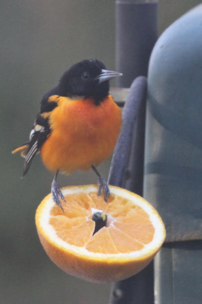 Baltimore Oriole adult male