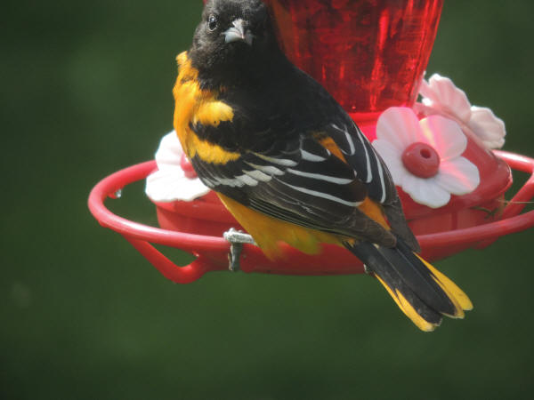 Baltimore Oriole