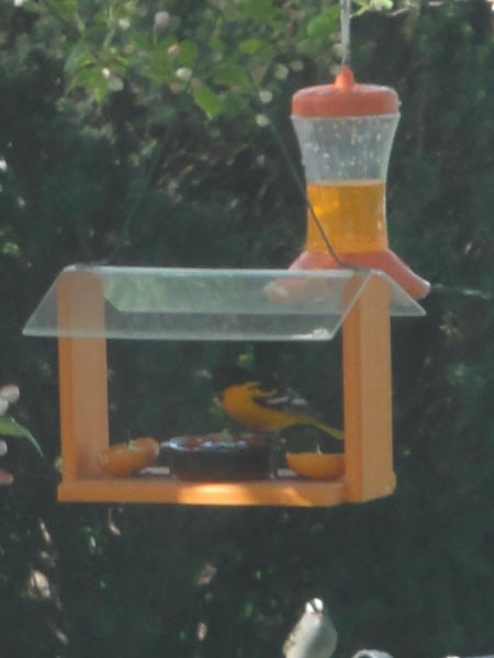 Baltimore Oriole