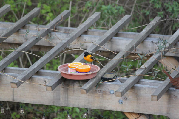 Baltimore Oriole