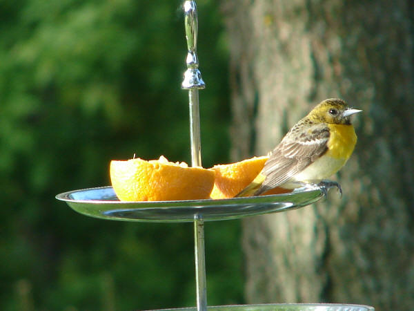 Baltimore Oriole