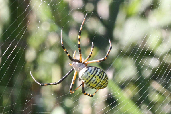Banded Garden Spider - dorsal view