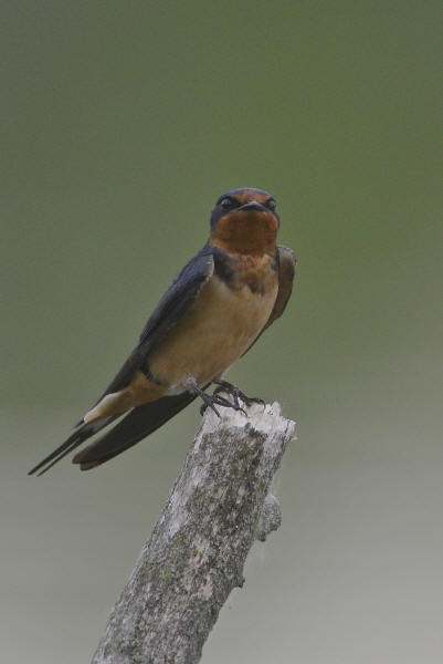 Barn Swallow