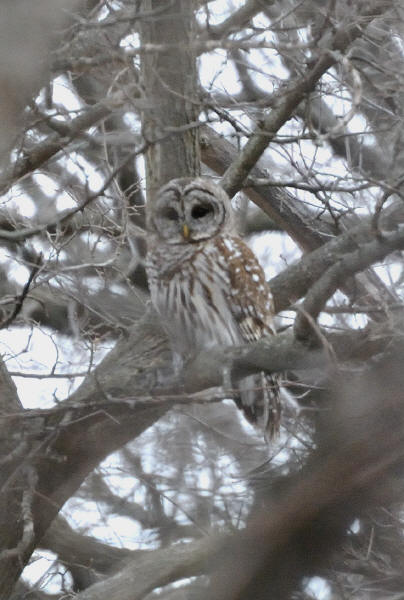 Barred Owl