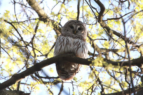Barred Owl