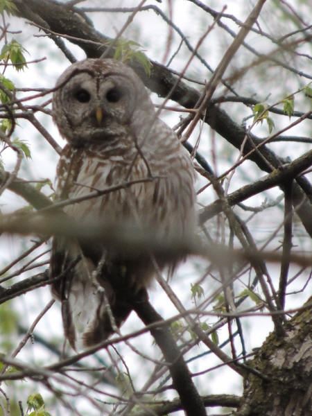 Barred Owl