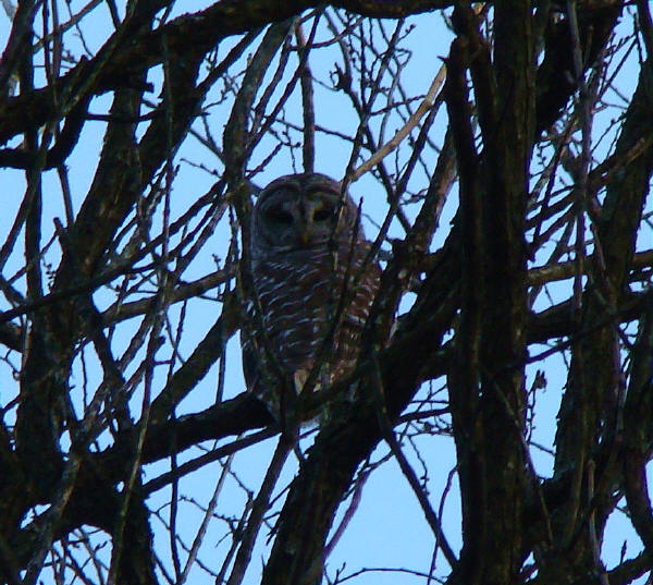 Barred Owl