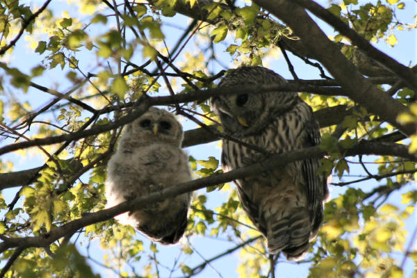 Barred Owls