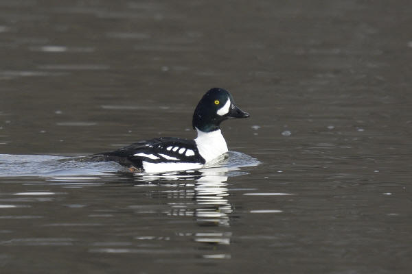 Barrow's Goldeneye