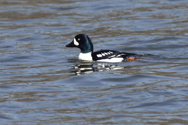 Barrow's Goldeneye