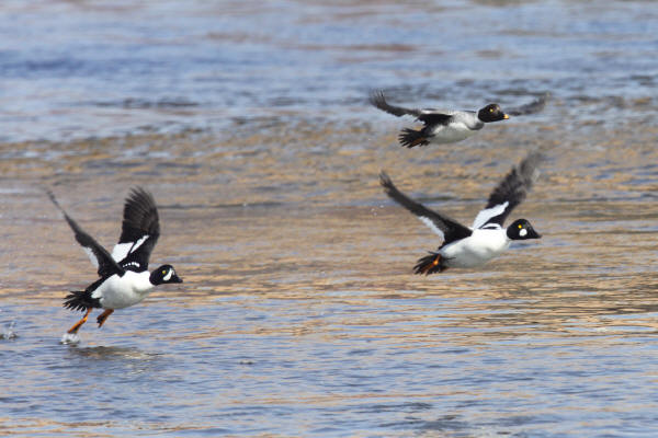 Barrow's and Common Goldeneye