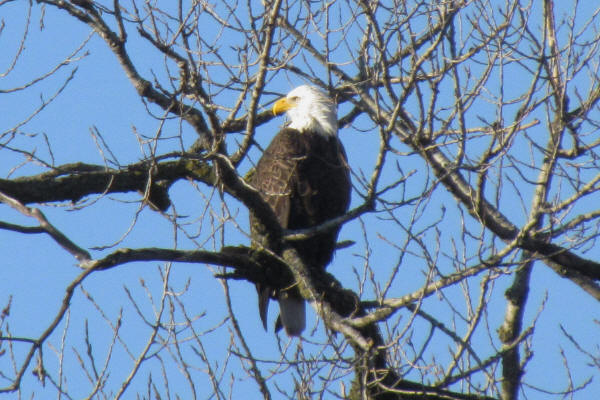 Bald Eagle