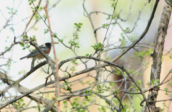 Bay-breasted Warbler
