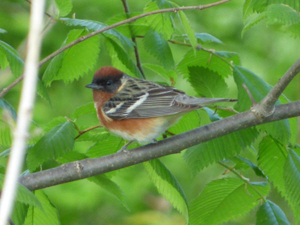 Bay-breasted Warbler