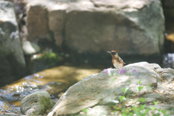 Bay-breasted Warbler
