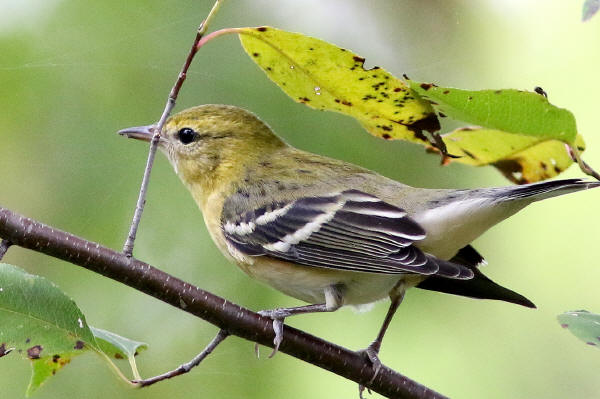 Bay-breasted Warbler