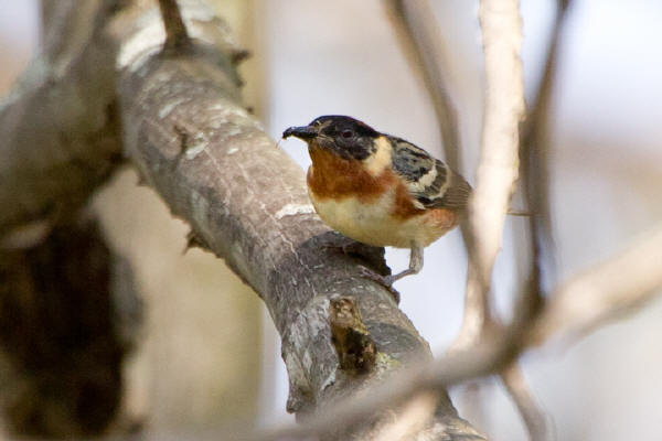Bay-breasted Warbler