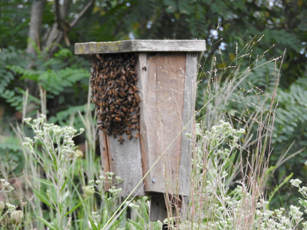 Bees
