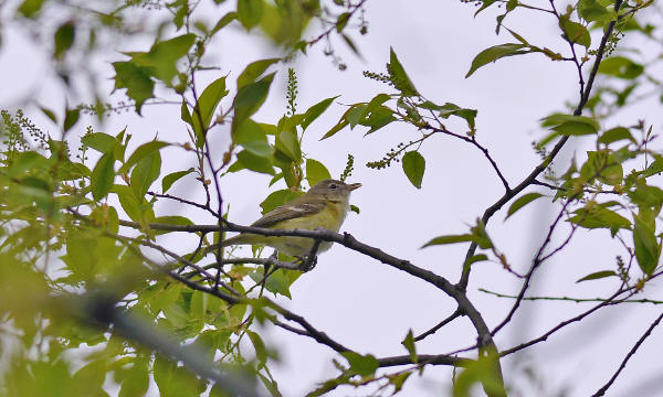 Bell's Vireo