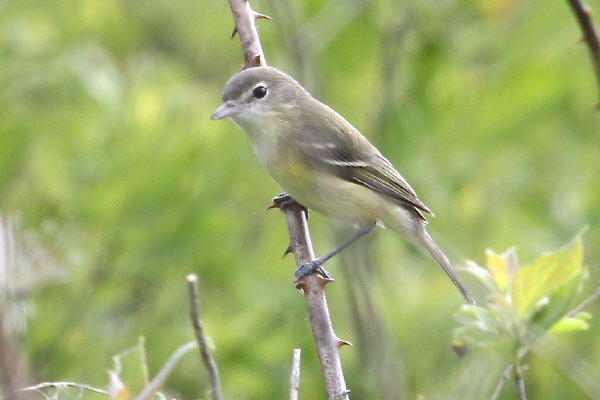 Bell's Vireo