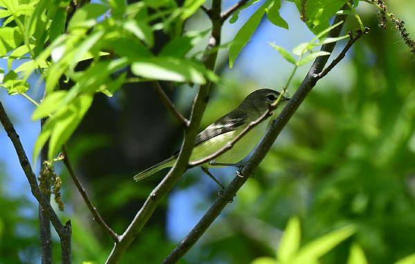 Bell's Vireo