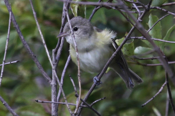 Bell's Vireo