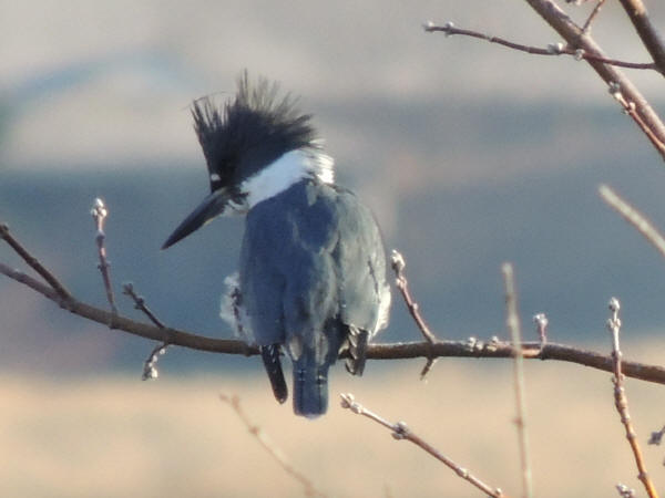 Belted Kingfisher