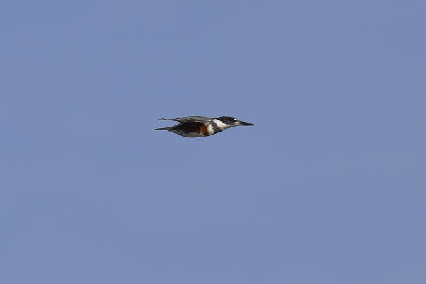 Belted Kingfisher
