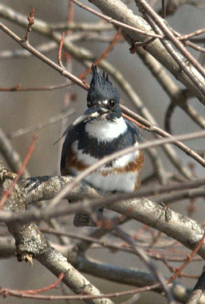 Belted Kingfisher