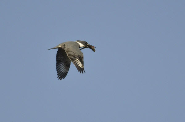 Belted Kingfisher
