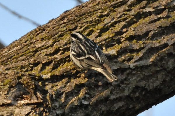 Black-and-white Warbler