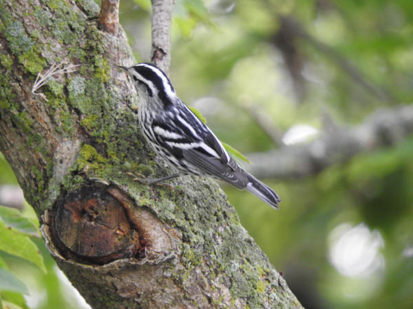 Black-and-white Warbler