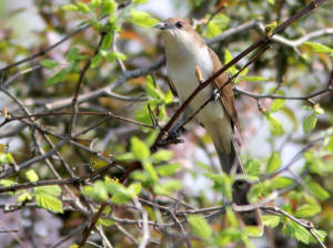 Black-billed Cuckoo